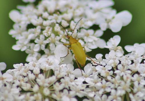 Réf. 285 431 : Cteniopus sulphureus
